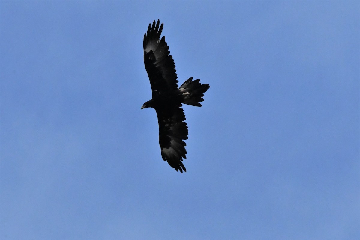 Wedge-tailed Eagle - ML412469931