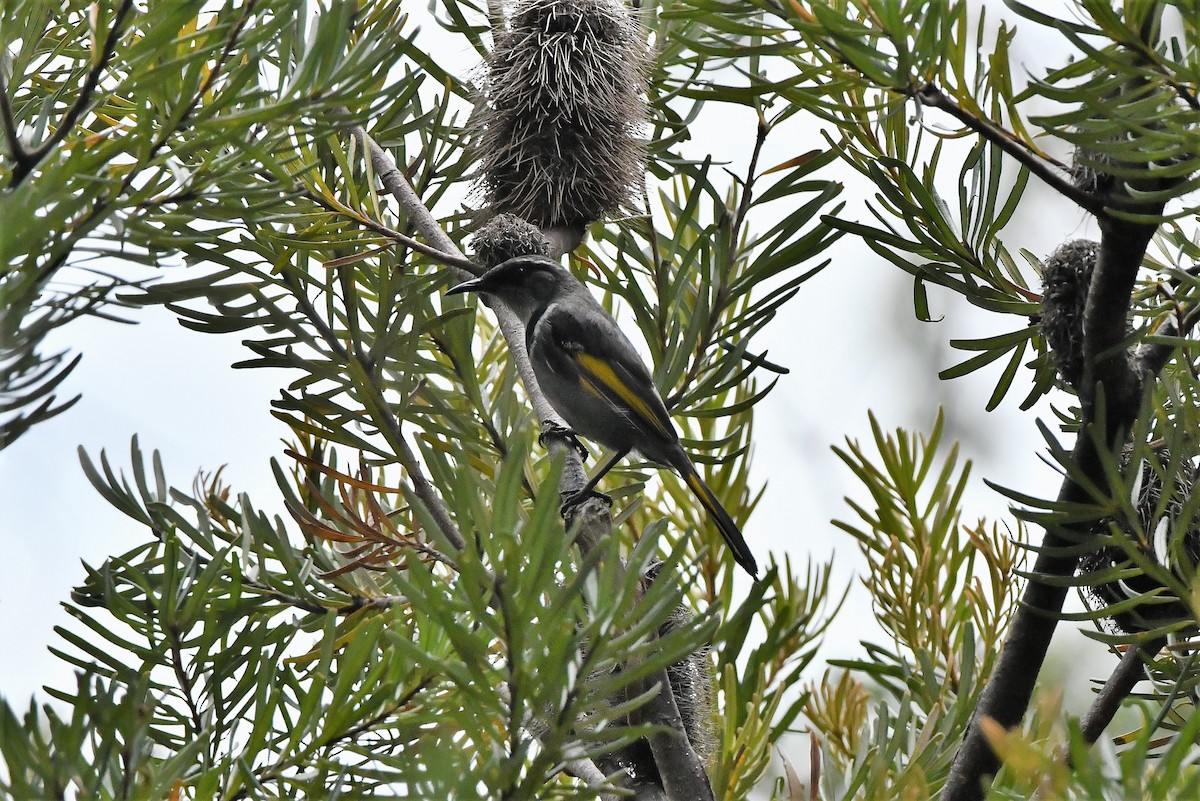 Crescent Honeyeater - Sam Adams