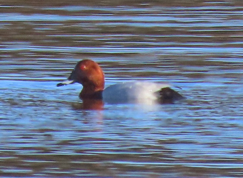 Common Pochard - ML412469991