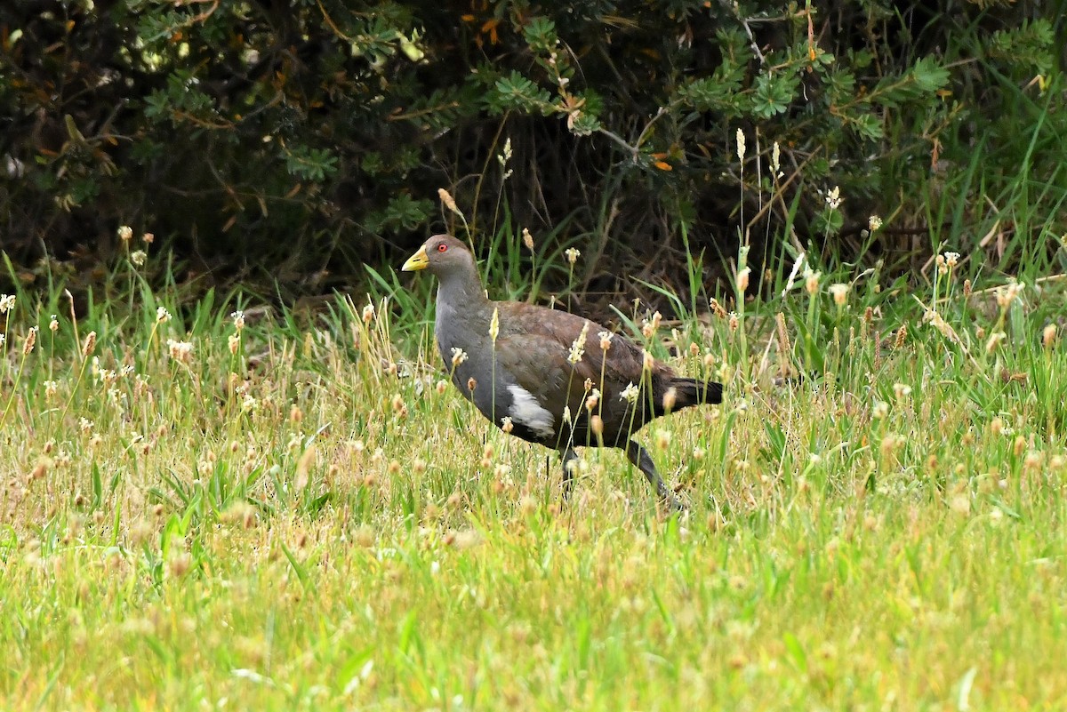 Tasmanian Nativehen - ML412472441