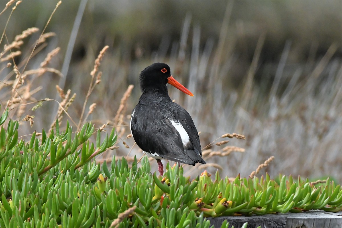 Pied Oystercatcher - ML412472451