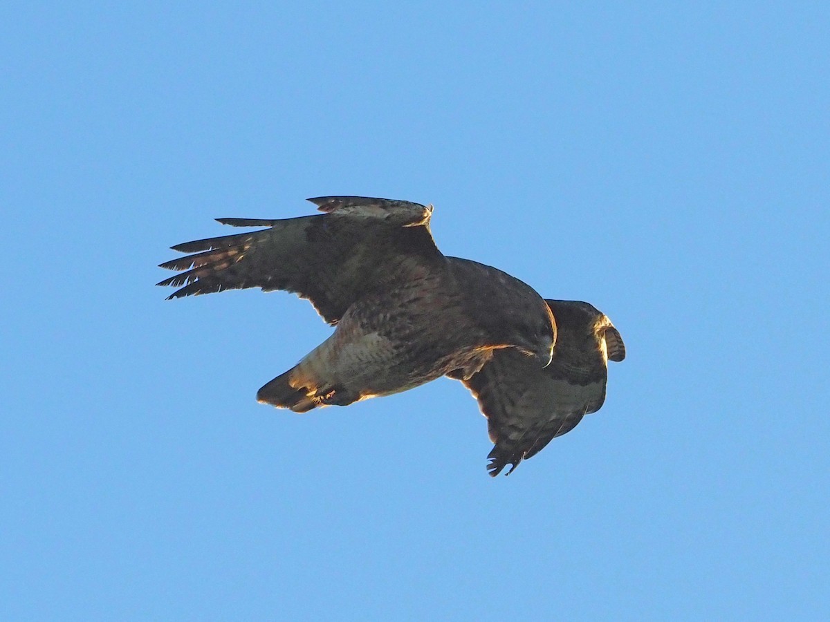 Red-tailed Hawk - ML412472821