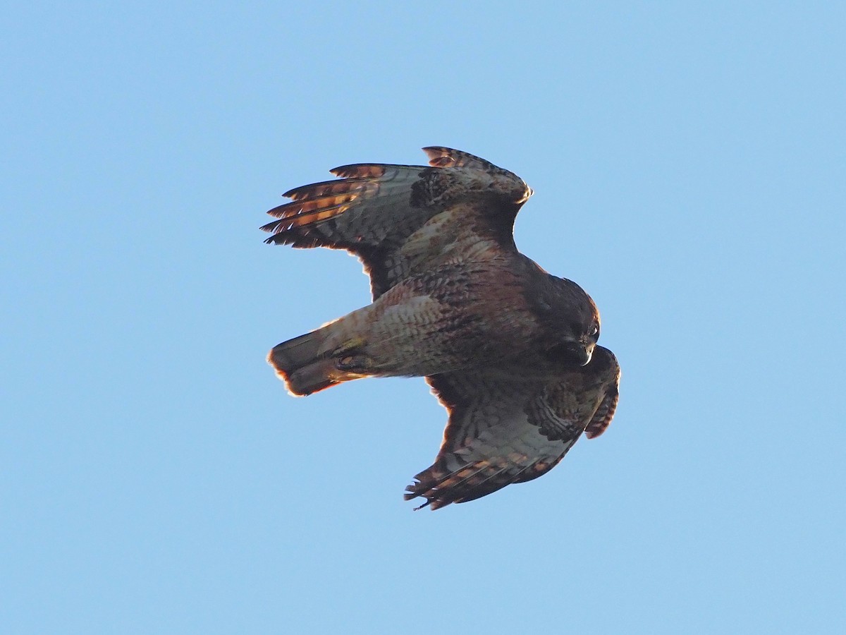 Red-tailed Hawk - ML412472831