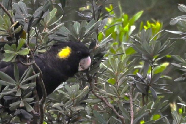 Yellow-tailed Black-Cockatoo - ML412473161