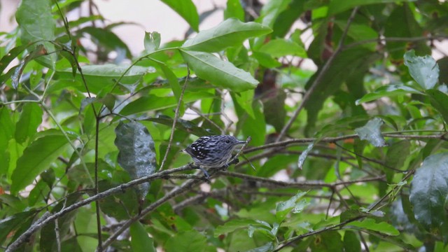 Amazonian Streaked-Antwren - ML412473861