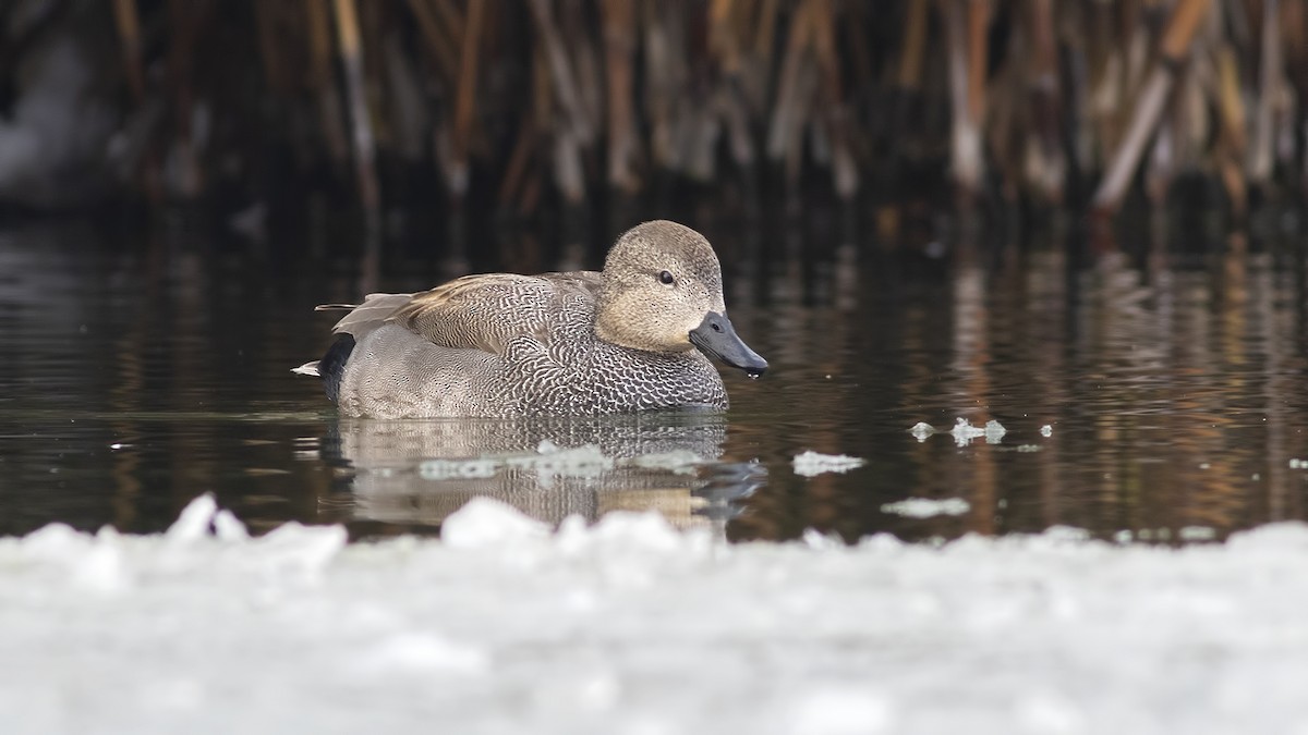 Gadwall - ML412474231