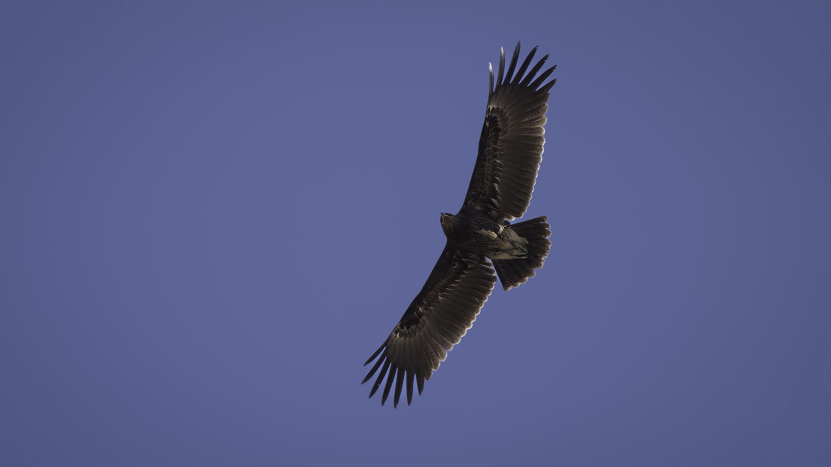 Greater Spotted Eagle - ML412475211