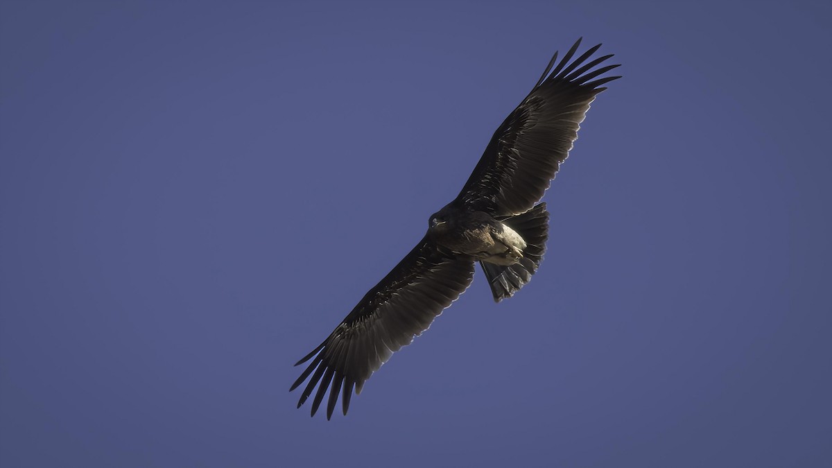 Greater Spotted Eagle - ML412475661