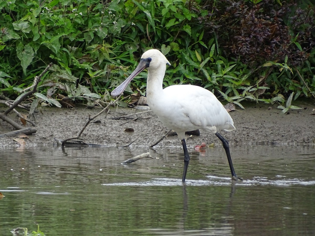 Black-faced Spoonbill - ML412475681