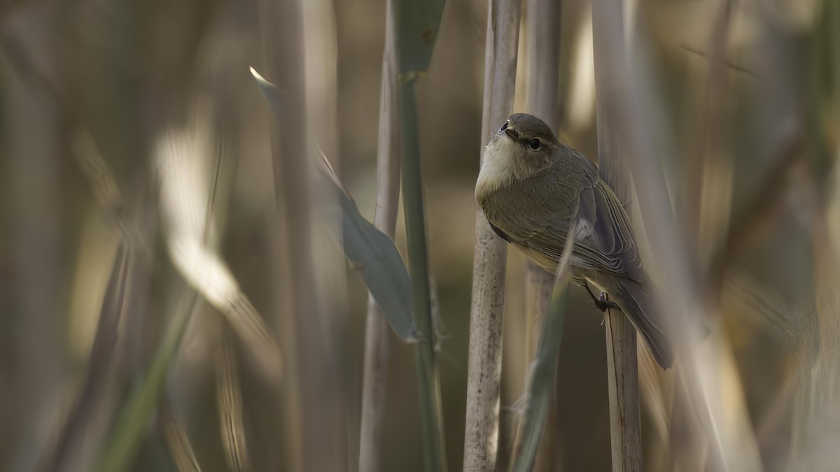 Common Chiffchaff (Common) - ML412476811