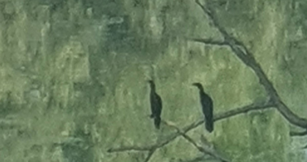 Pygmy Cormorant - ML412477021