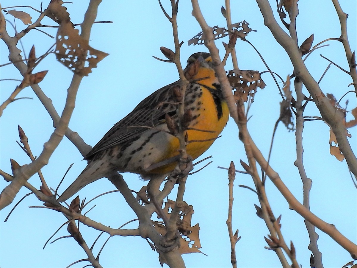 Western Meadowlark - ML412478881