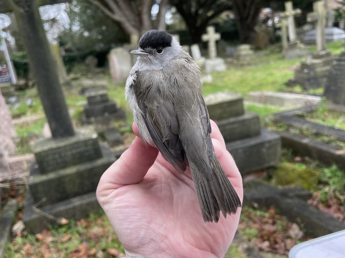 Eurasian Blackcap - David Campbell