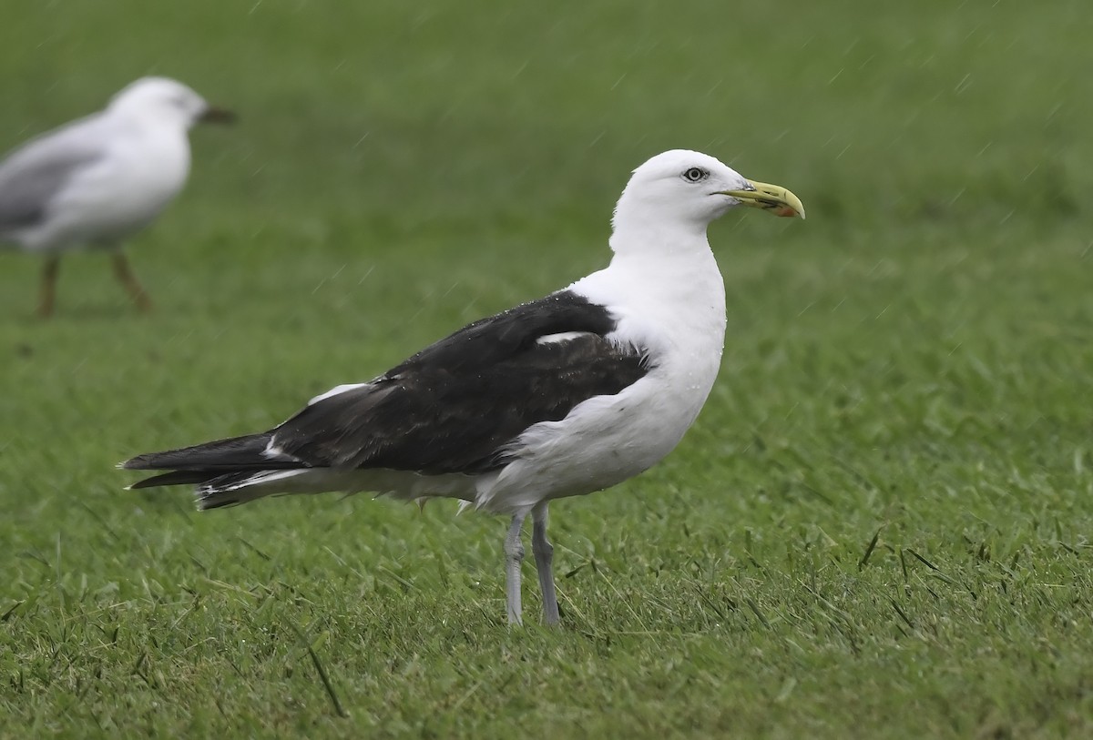 Kelp Gull - Steven McBride