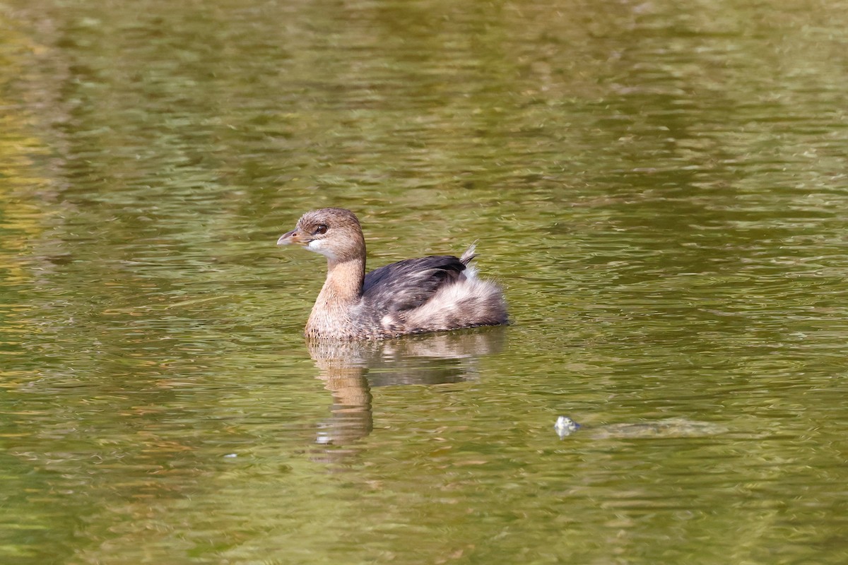 Pied-billed Grebe - ML412479611