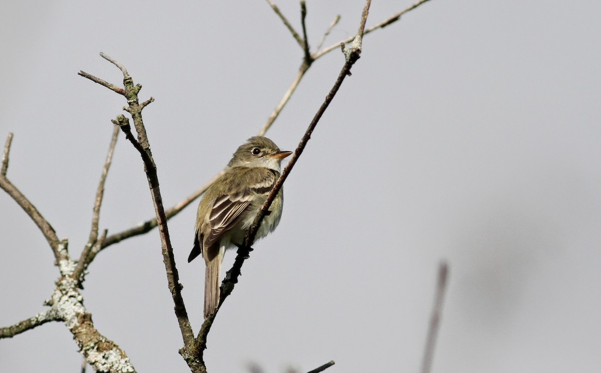 Alder Flycatcher - ML41248111