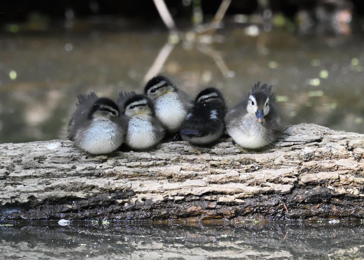 Wood Duck - Max Wilson