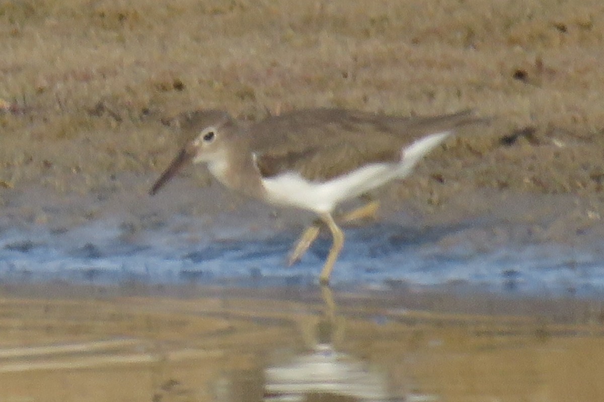 Spotted Sandpiper - ML412481201