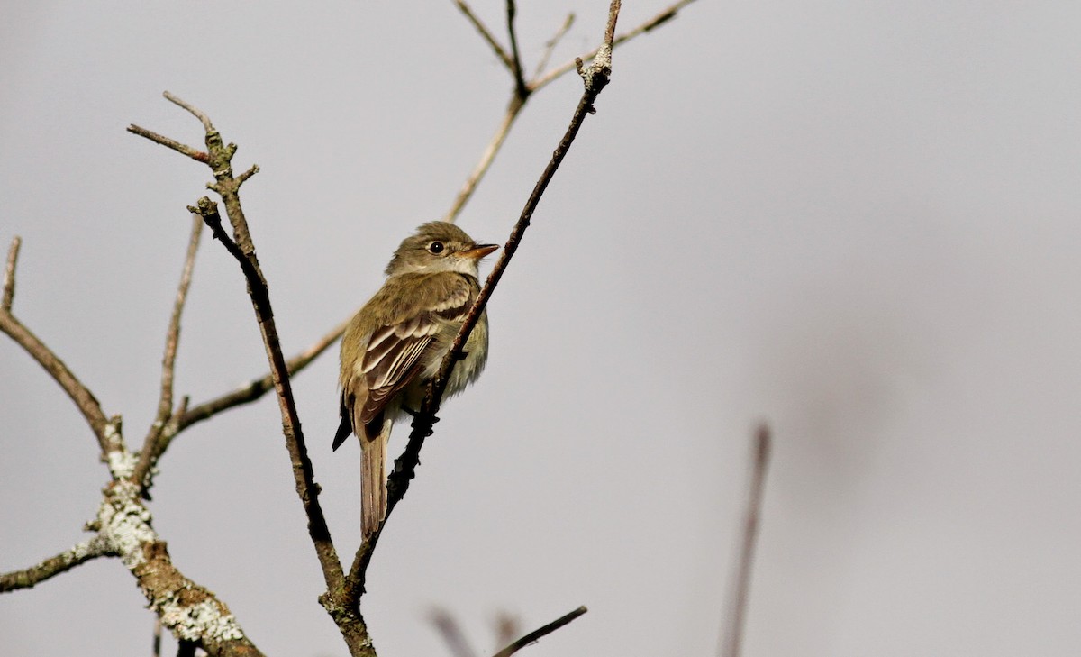 Alder Flycatcher - ML41248121