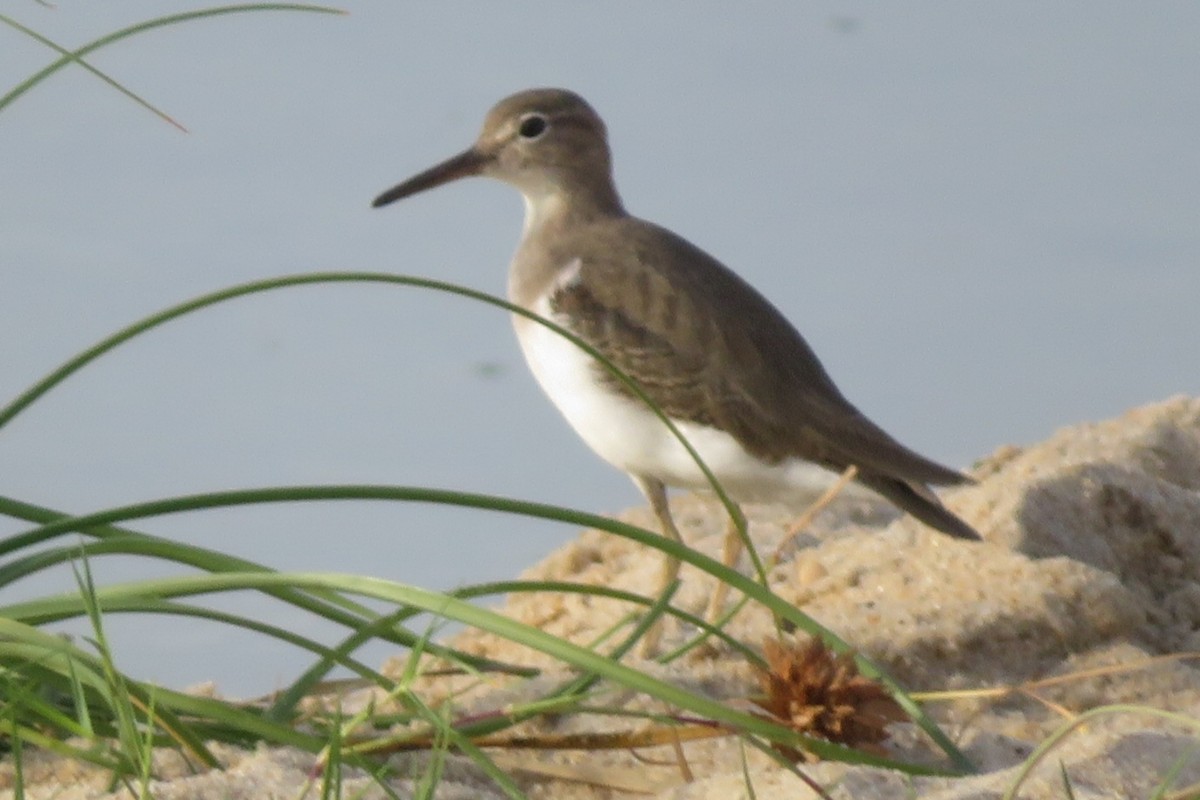 Spotted Sandpiper - ML412481211