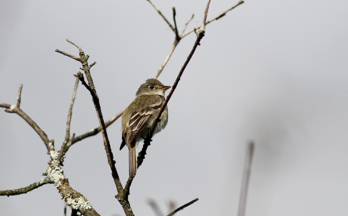 Alder Flycatcher - ML41248131