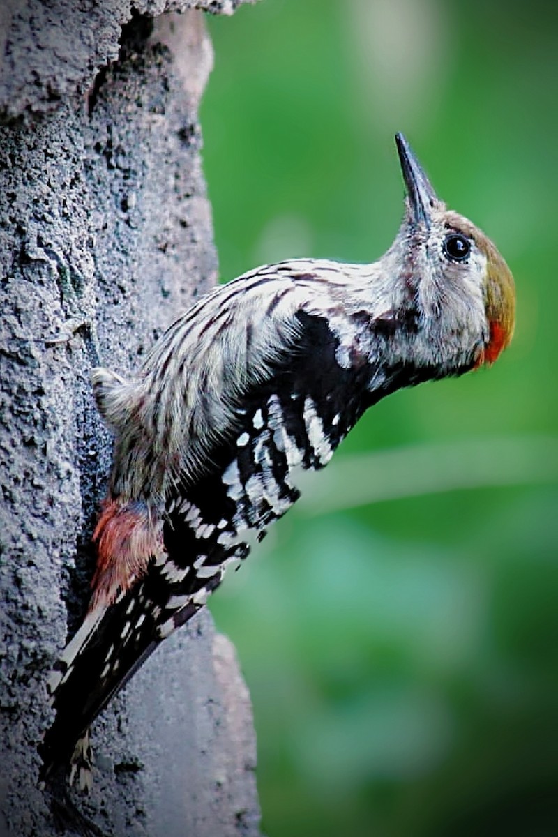 Brown-fronted Woodpecker - Mohd Ayoub