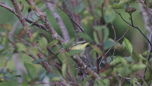 Philadelphia Vireo - ML412482901