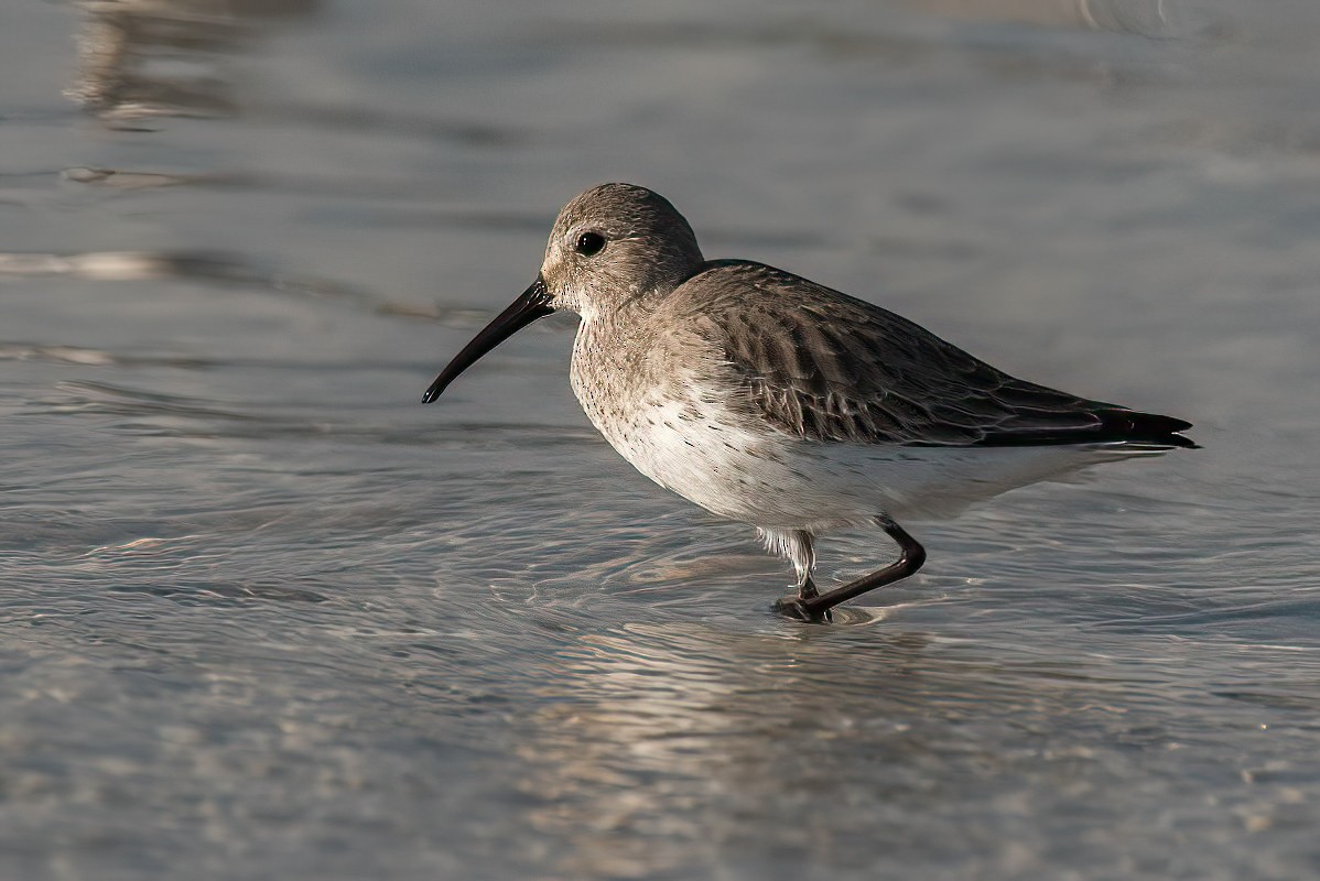 Dunlin - ML412483131