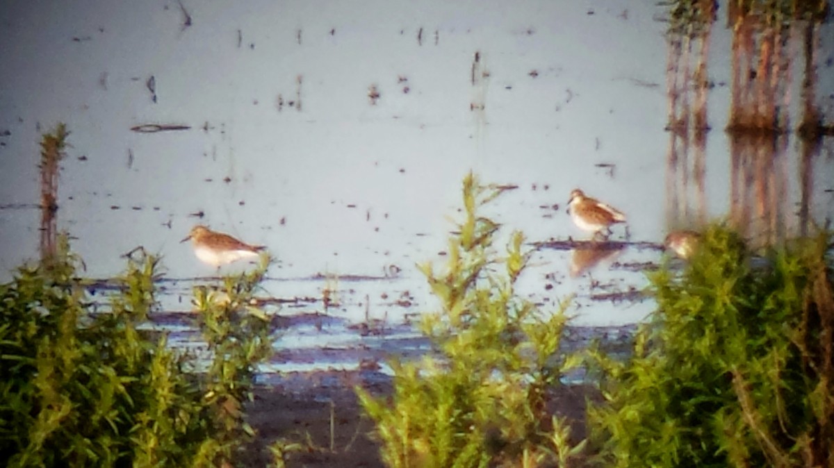 White-rumped Sandpiper - ML41248371