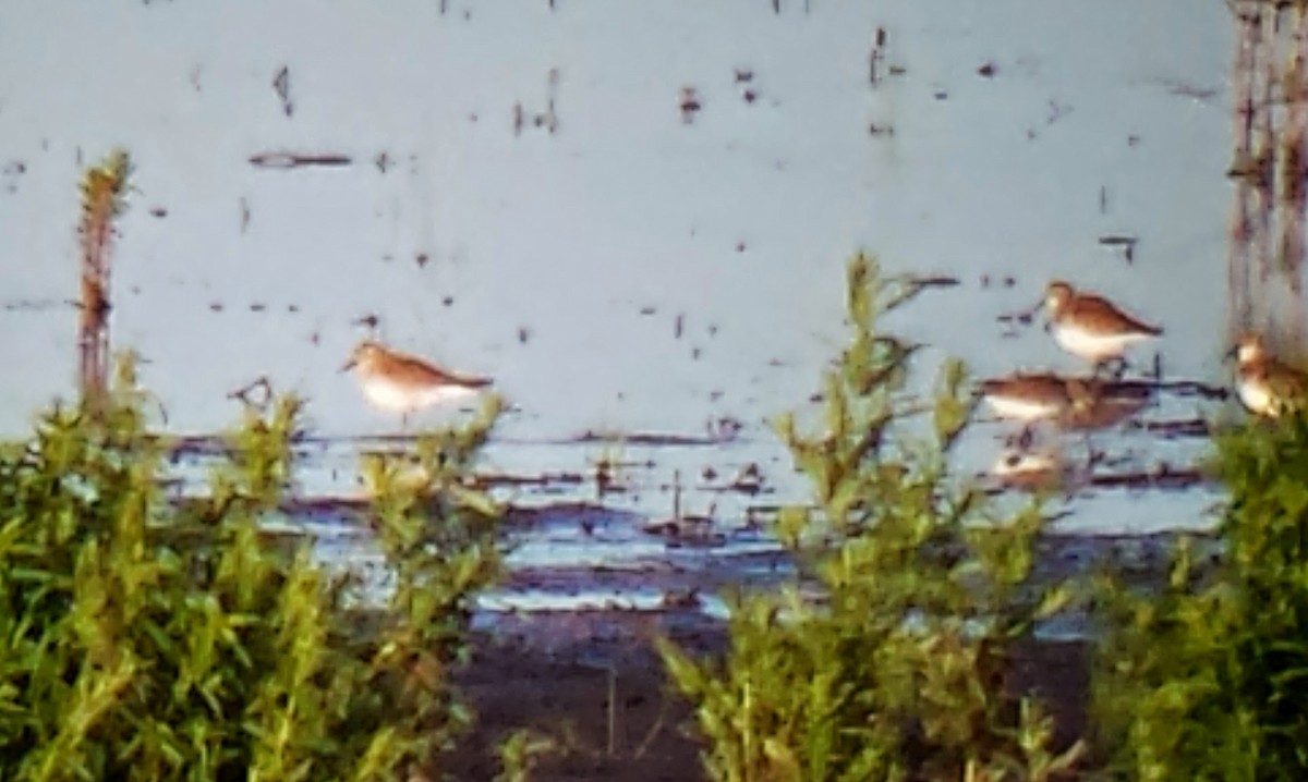 White-rumped Sandpiper - ML41248381