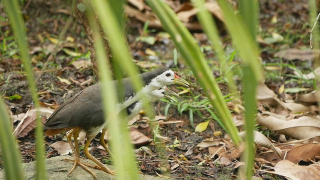 White-breasted Waterhen - ML412485231