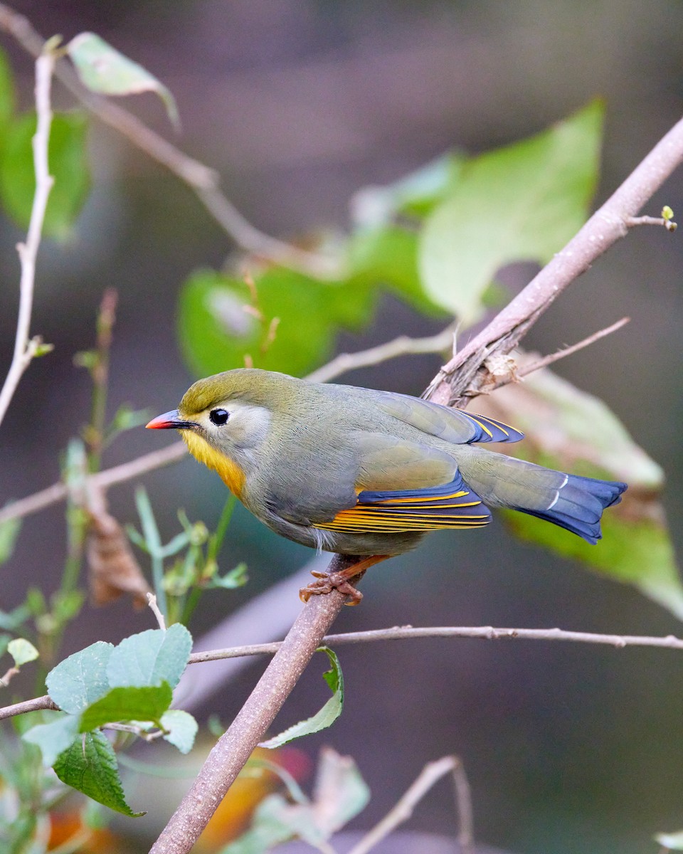 Red-billed Leiothrix - ML412485811