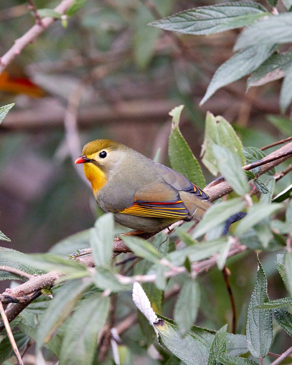 Red-billed Leiothrix - ML412485821