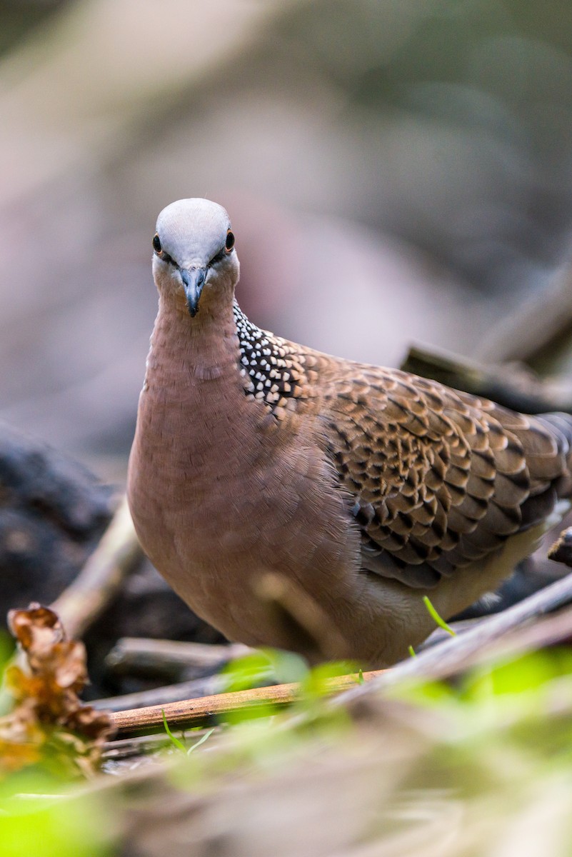 Spotted Dove - ML412492321