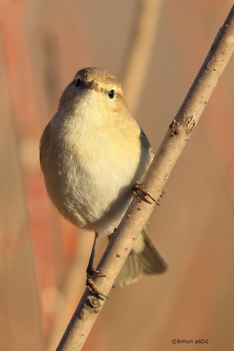 Common Chiffchaff - ML412494241