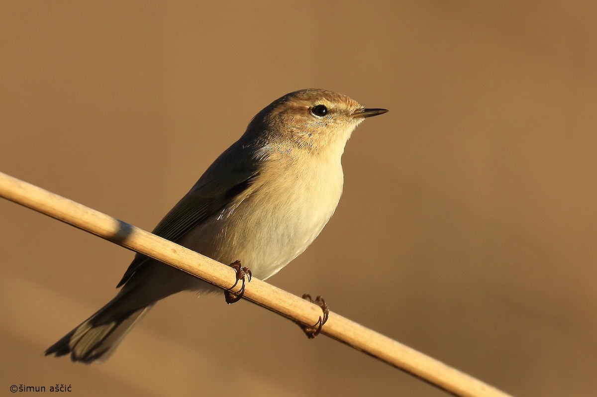 Common Chiffchaff - ML412494251