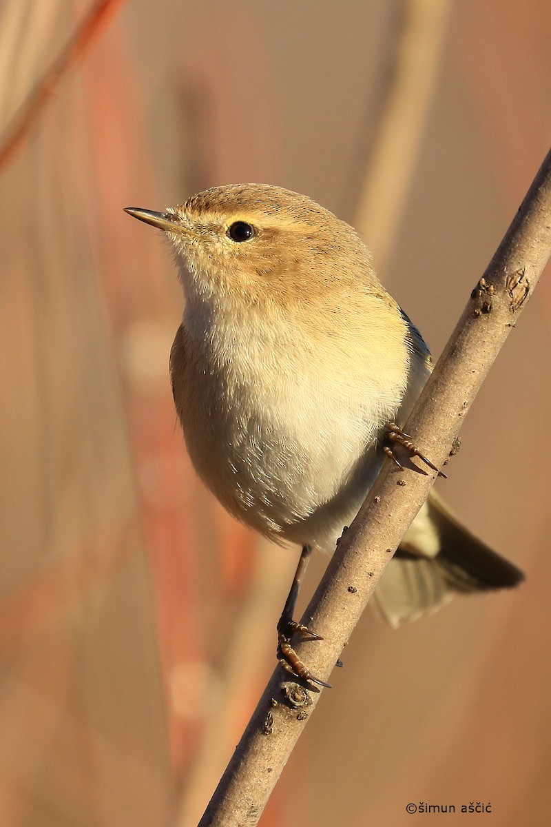 Common Chiffchaff - ML412494261