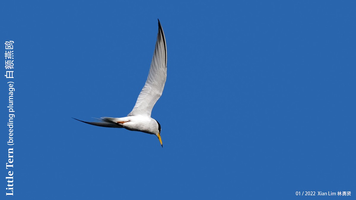 Little Tern - ML412494951