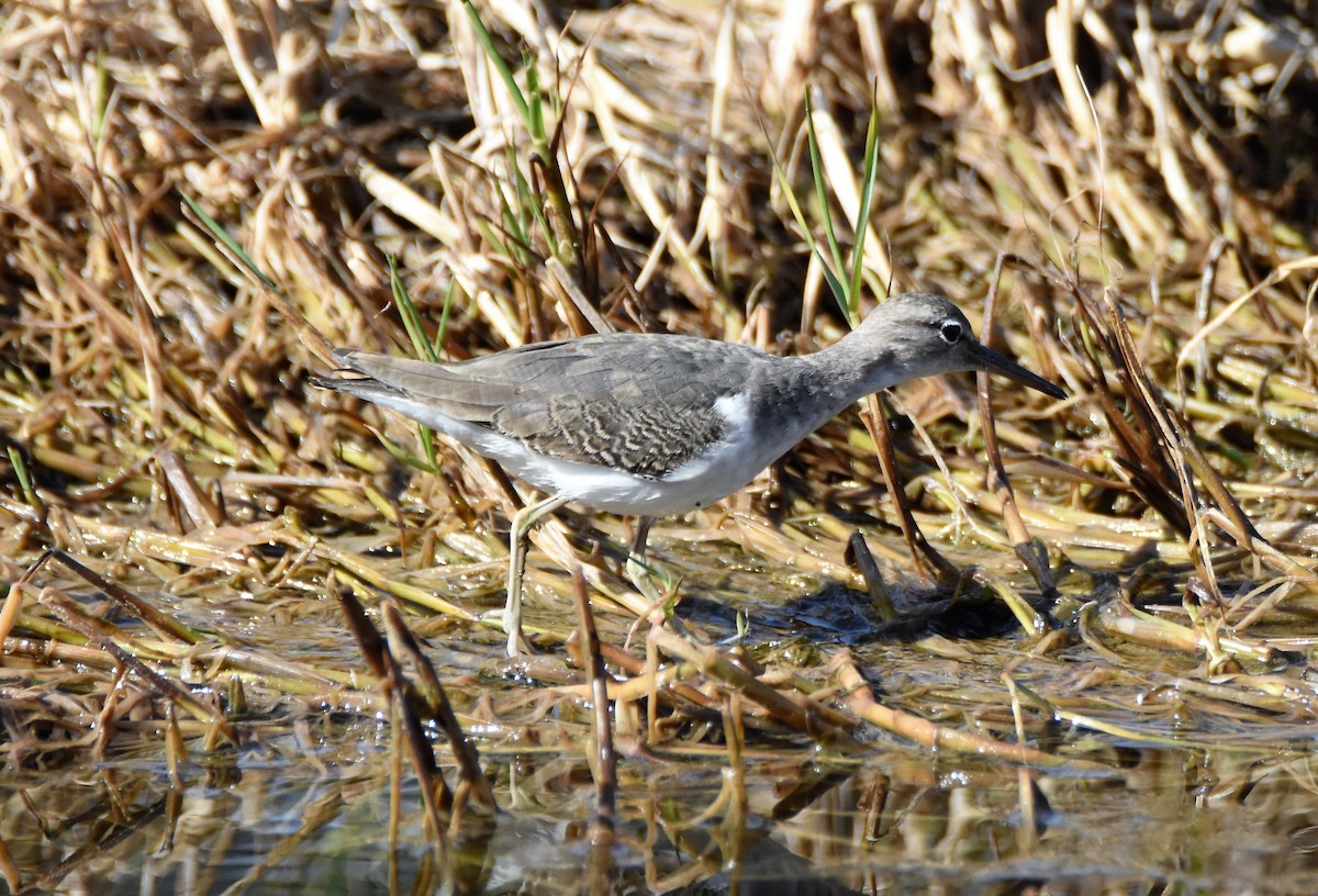 Spotted Sandpiper - ML41249641