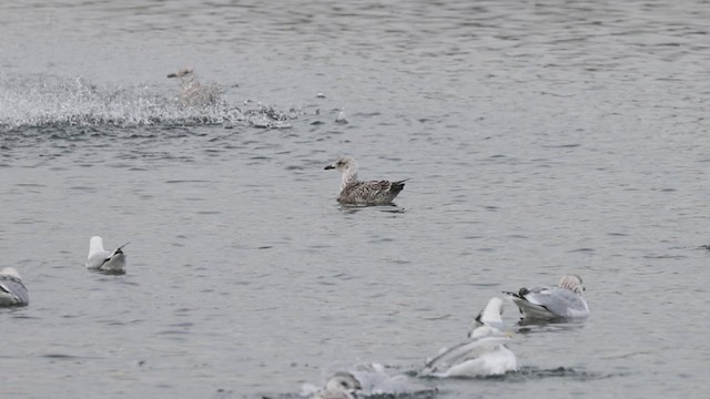 Lesser Black-backed Gull - ML412498651