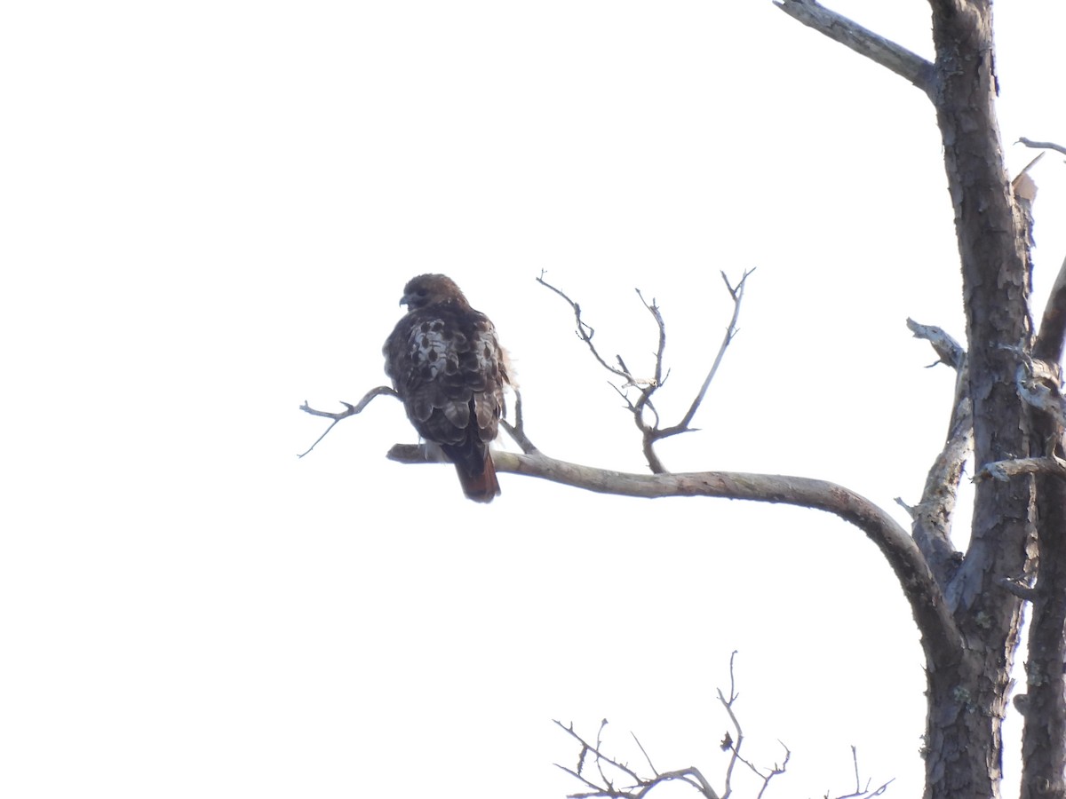 Red-tailed Hawk - Rachel Barham