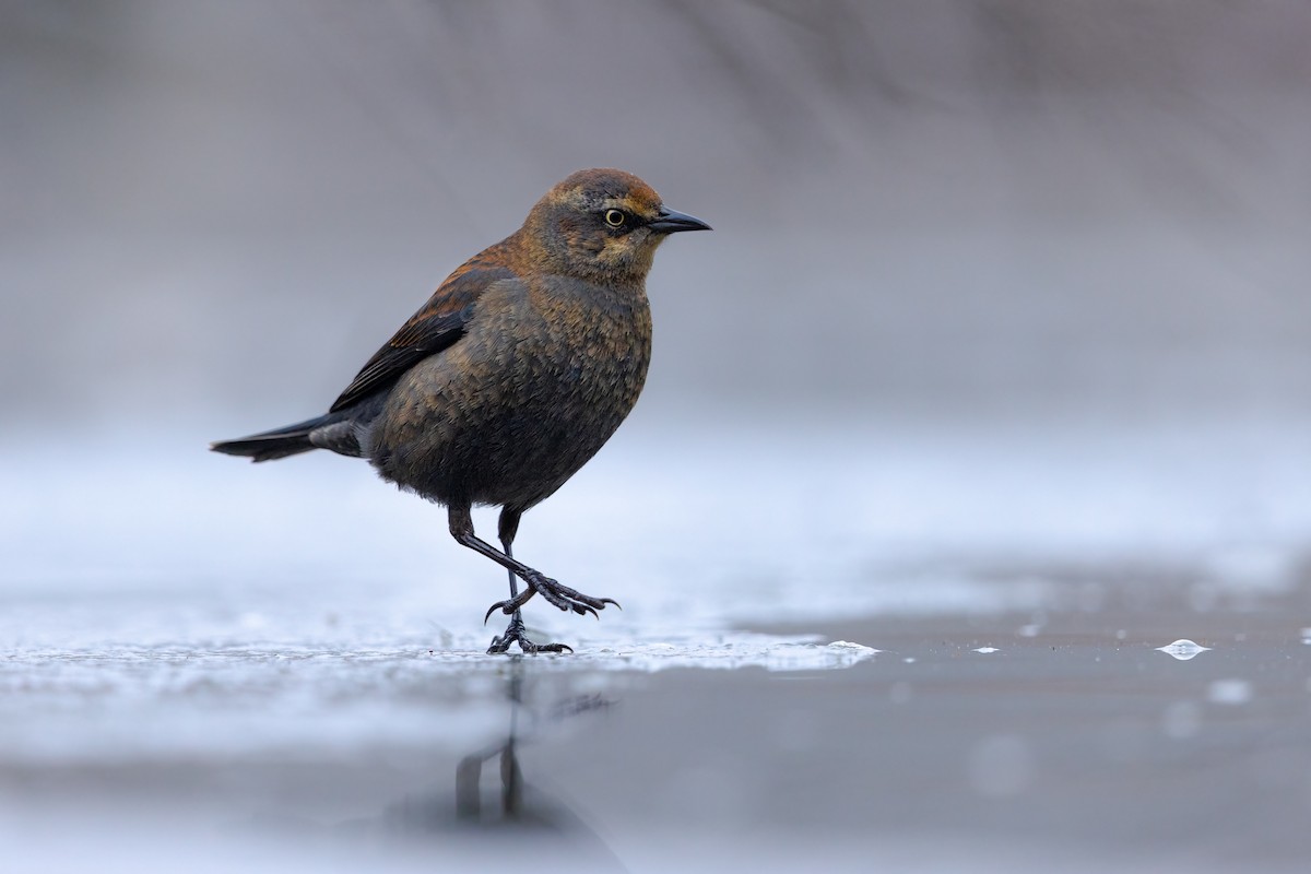 Rusty Blackbird - Tyler Reber