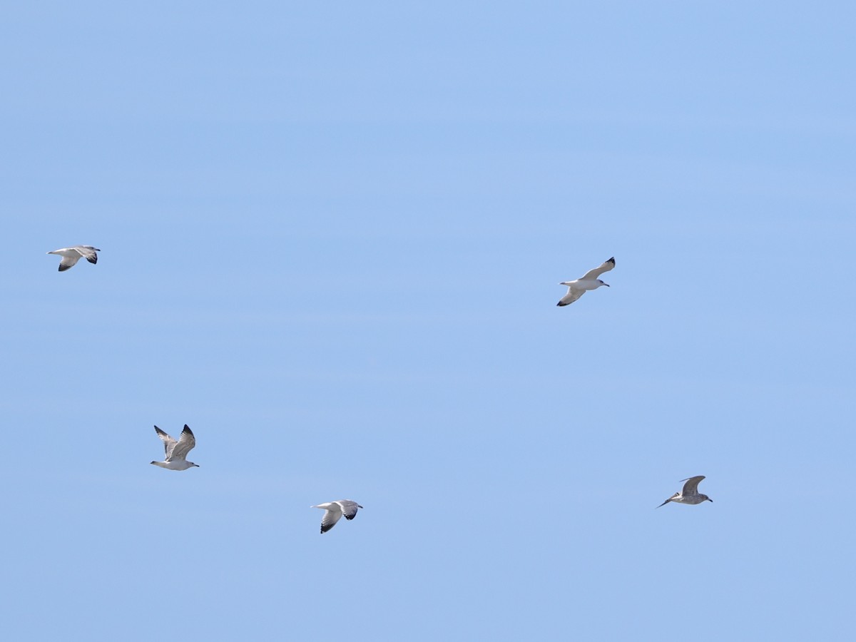 Pallas's Gull - ML412502181