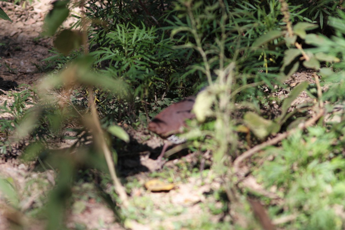 Tinamou à petit bec - ML412503241