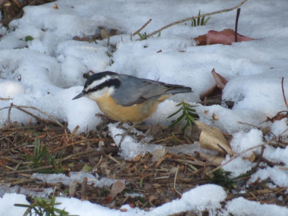 Red-breasted Nuthatch - ML412503321