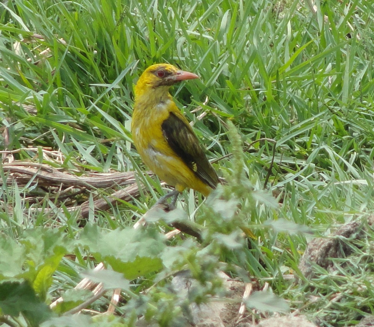 Indian Golden Oriole - ML412505371