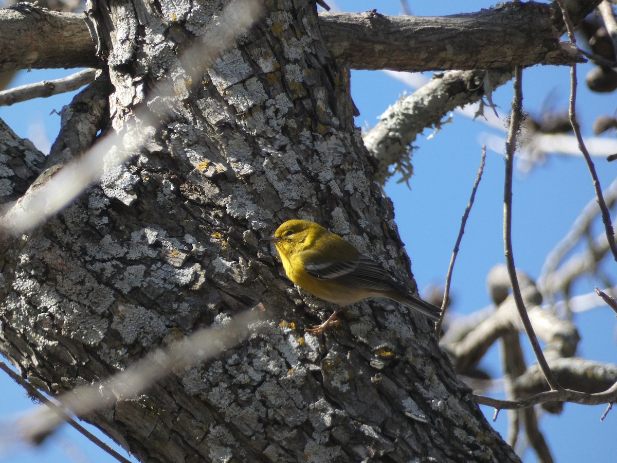 Pine Warbler - Nick Glover