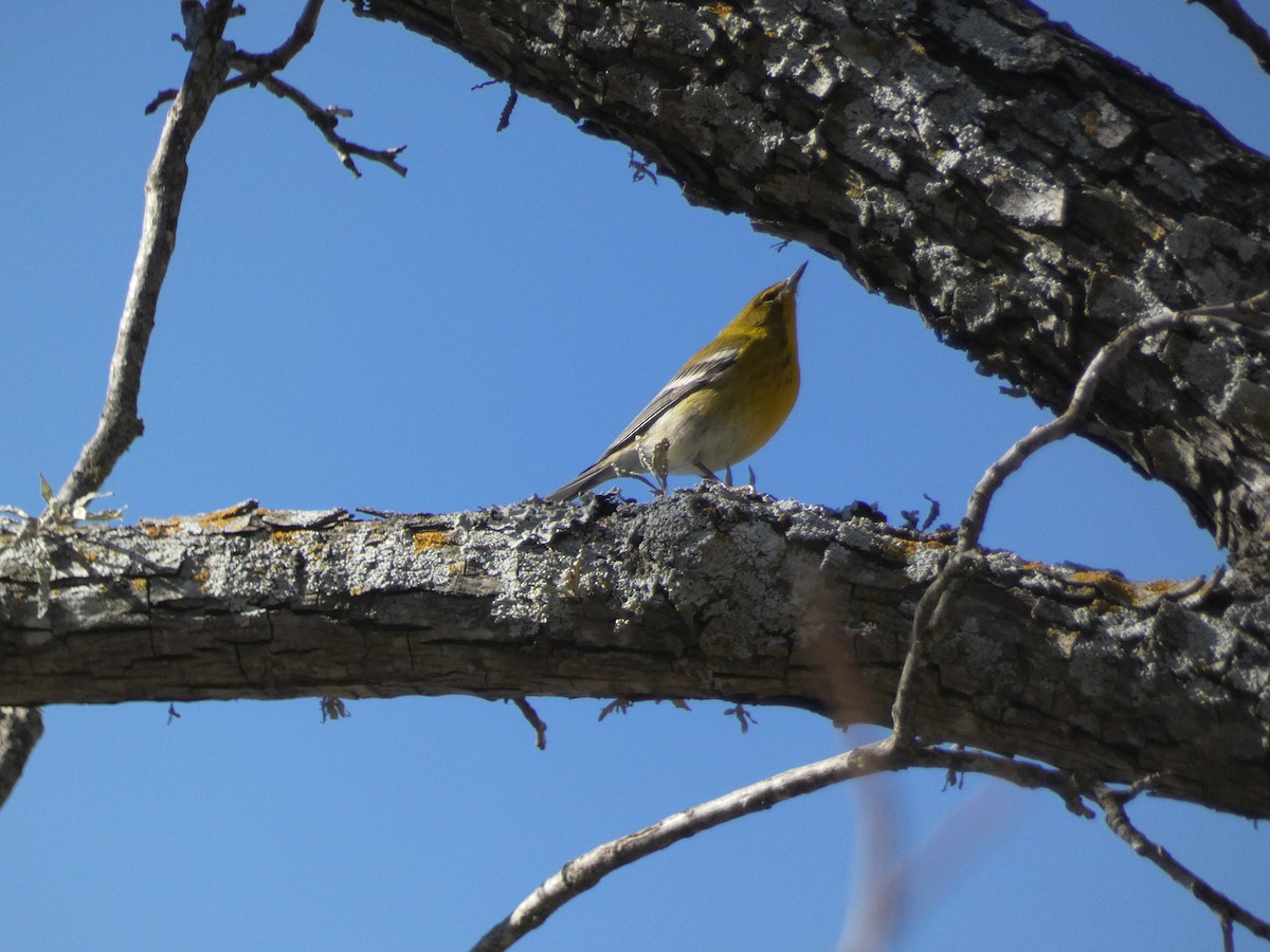 Pine Warbler - ML412506001