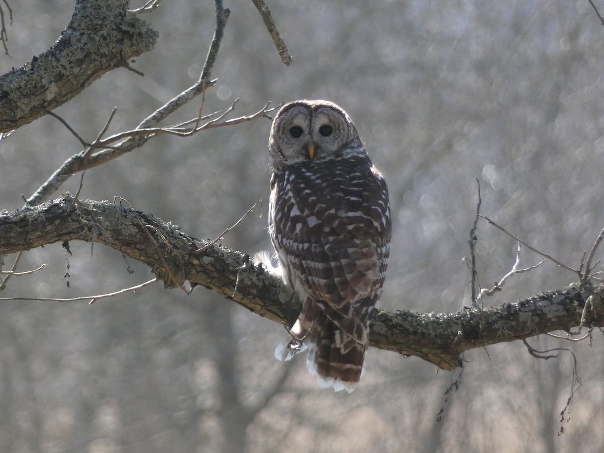 Barred Owl - ML412506431