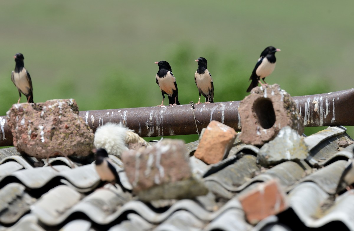 Rosy Starling - Pavel Štěpánek